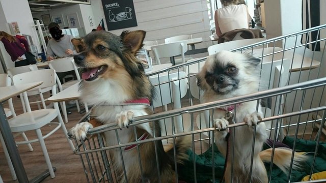 Freundinnen auf Shopping-Tour