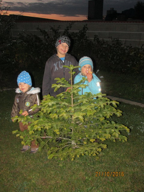 Unsere Tanne war im Vorjahr ein lebender Christbaum