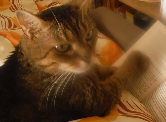 Mein Kater quincy ist kein Analphabet