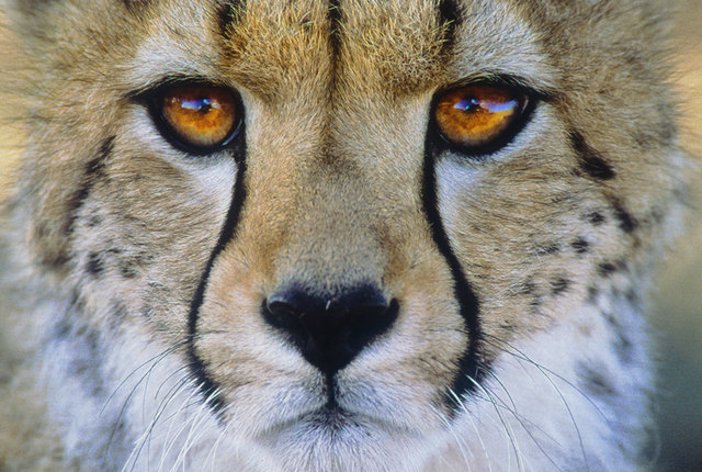 Sepp Friedhuber ist ein vielfach preisgekrönter Naturfotograf. | Foto: Sepp Friedhuber