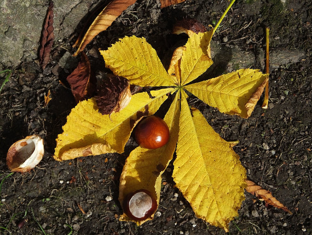 und die Früchte auch