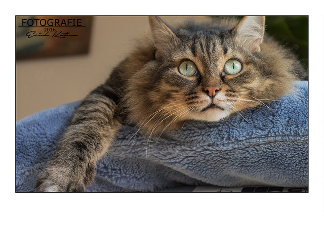 Photoshooting mit meinem Kater