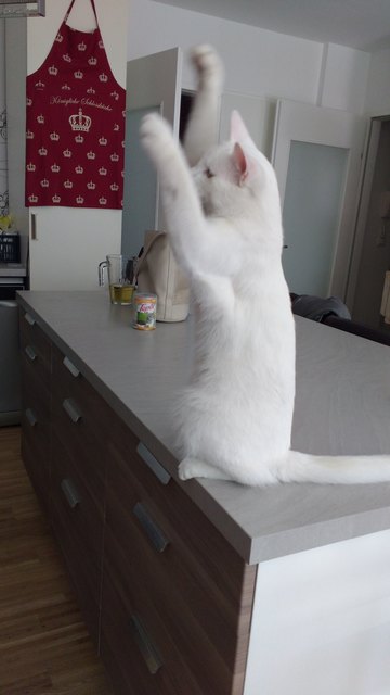 Den gestiefelten Kater gibt es doch