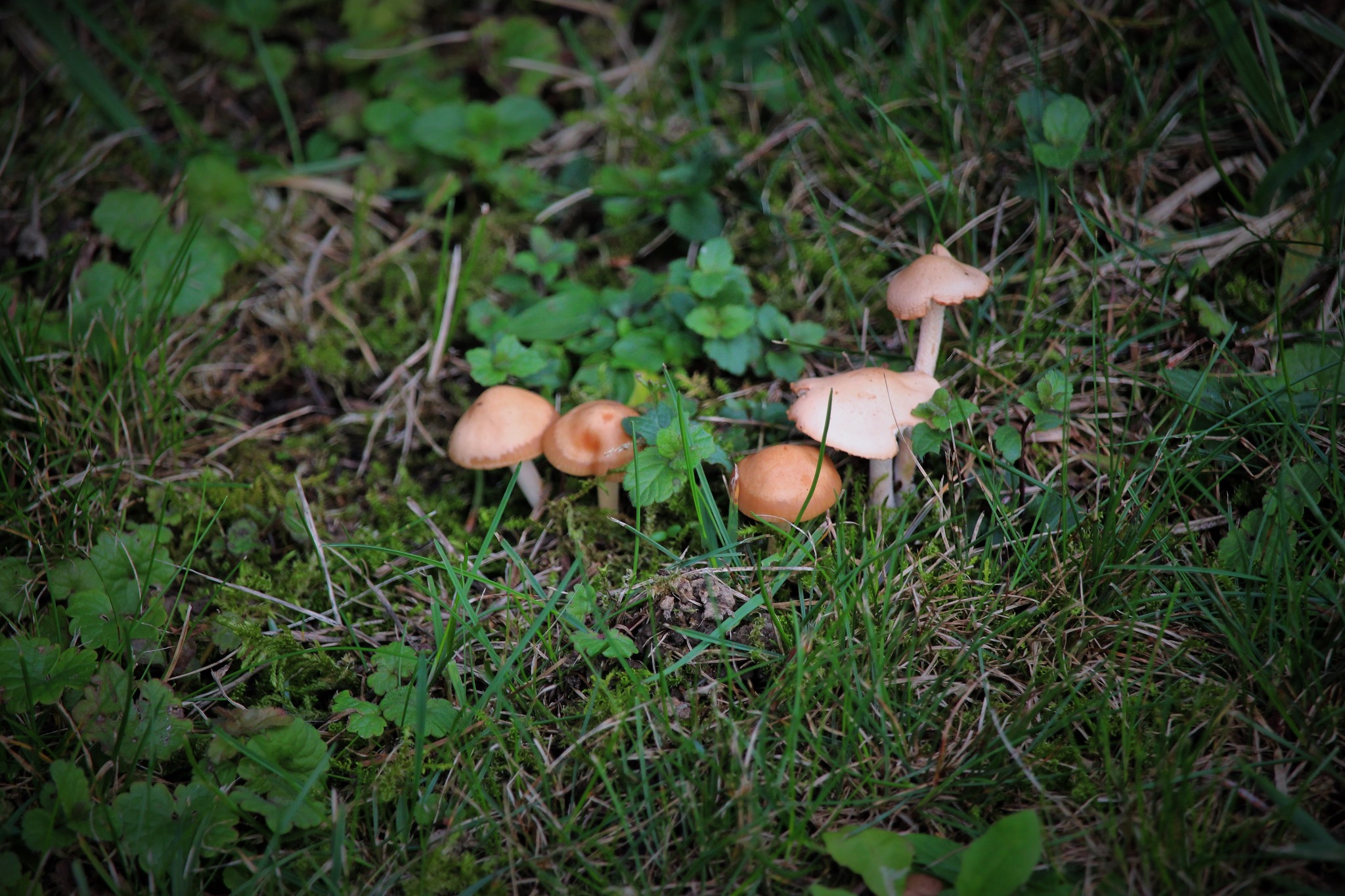 Pilze in der Wiese Amstetten