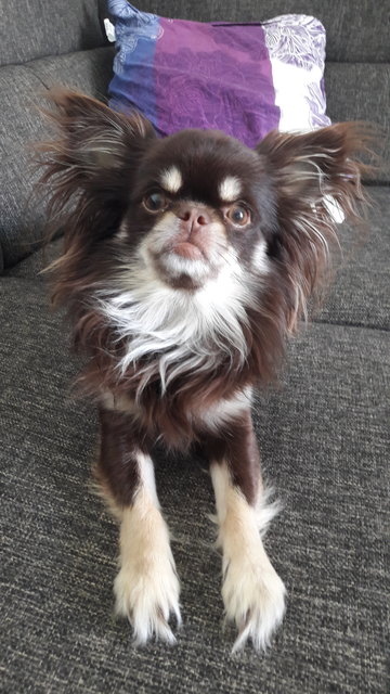 GIZMO