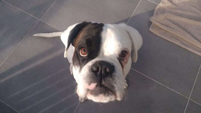 Boxer Aragon