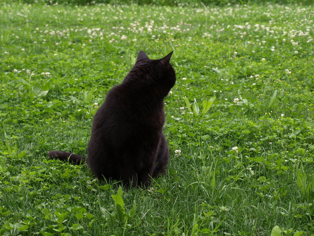 Auf der grünen Wiese