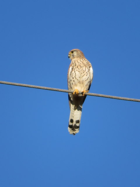 ... genießt dieser Turmfalke einen optimalen Blick in die Runde