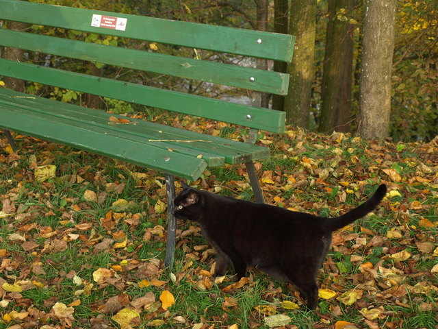 schwarz trifft bunt