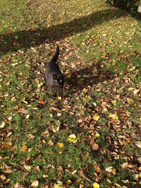 Mike und die schwarzen Schatten