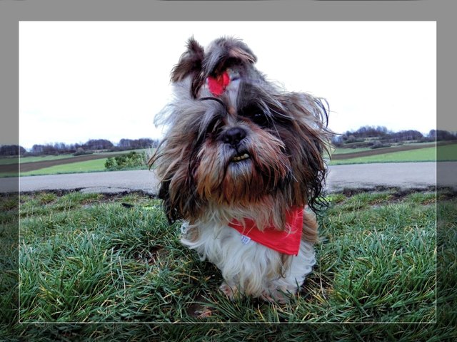 Mein Name ist Susi und der gefällt mir gar nicht . . .