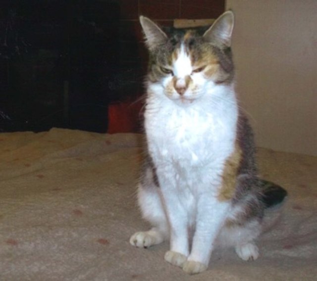Katze "Susi" ist scheu, dreifärbig und etwa sechs Jahre alt. Sie wird in der Ponau vermisst