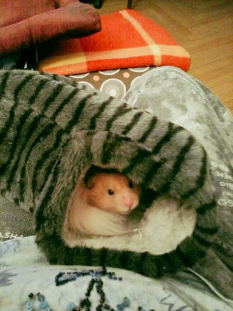 Hamster "Pumuckl" fühlt sich wohl in Frauchens warmem Hausschuh