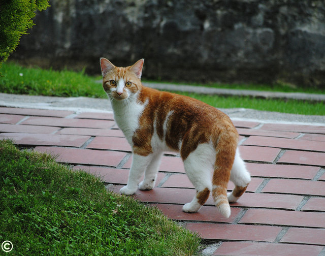 Susi