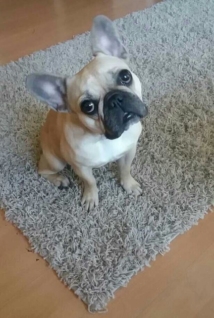 Meine kleine Schatzi: Honey