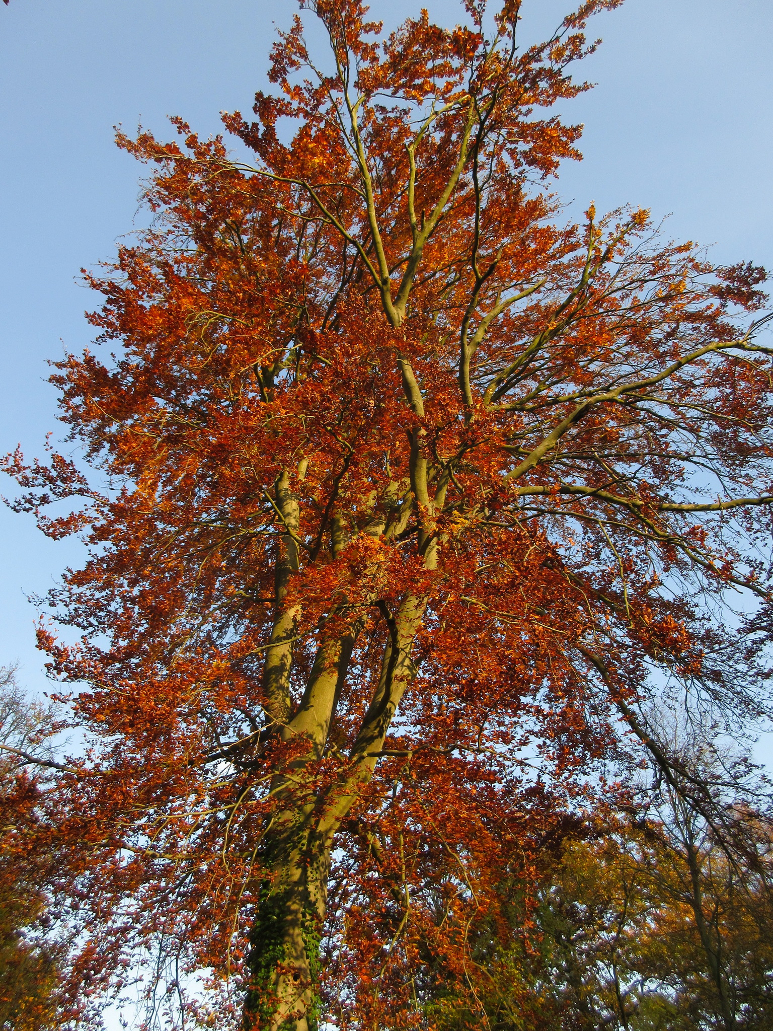 Rotbuche macht im Herbst ihren Namen alle Ehre Eisenstadt