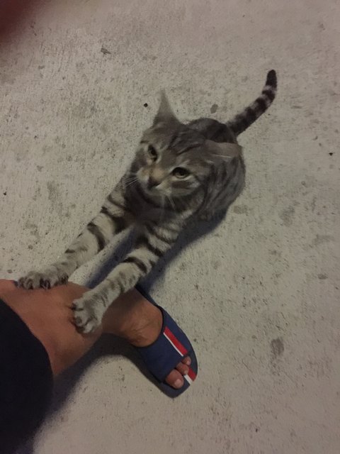 Meine Streunerkatze