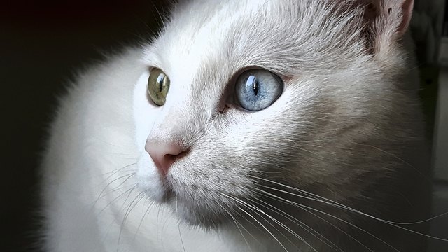 Mein Kater Amor :)