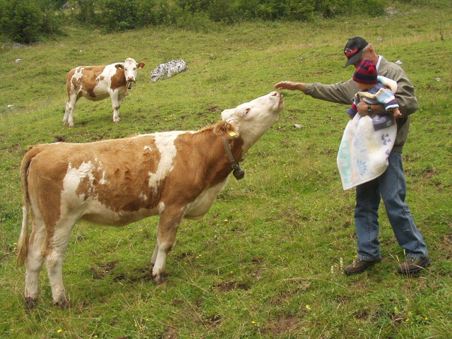 Opa und Christin begegnen Kühen auf dem Weg nach Mariazell