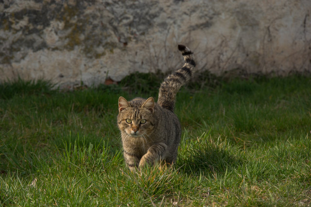 Kitty