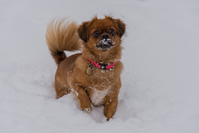 spielen im Schnee