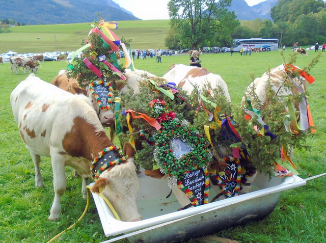 Almabtrieb St. Wolfgang