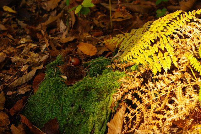 Herbst in Oberdrosen