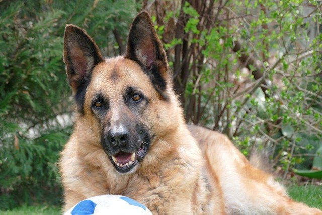 Unser Butzibub Sunny mit seinem geliebten Ball