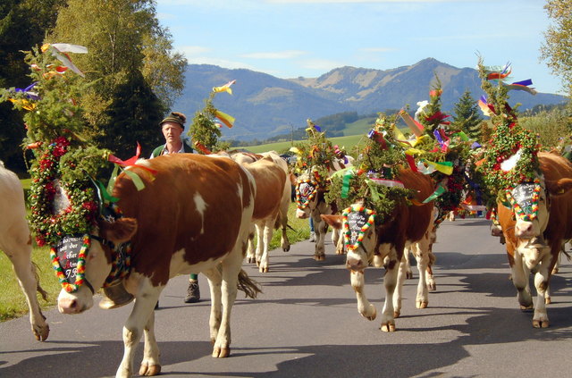 Almabtrieb St. Wolfgang