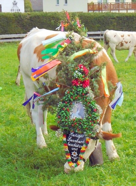 Almabtrieb in St. Wolfgang