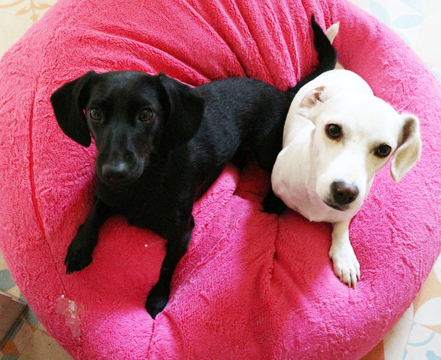 Suki und Lucy oder yin und yang - am liebsten sind Hunde nicht alleine