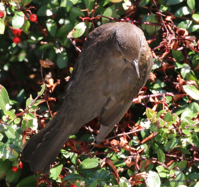 Eine Amsel einmal von oben Betrachtet.
