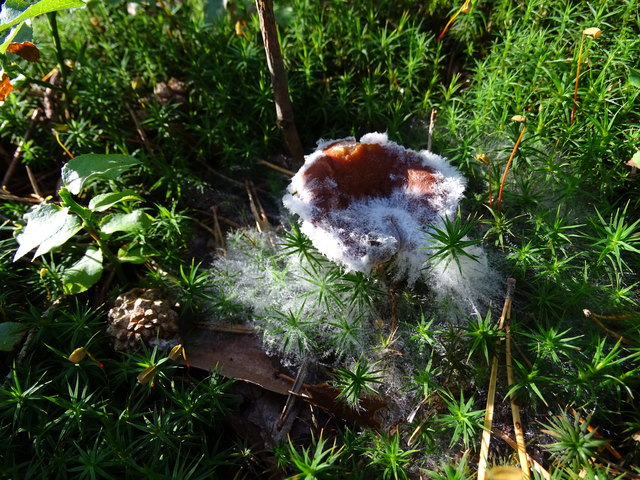 Dieses "Schwammerl" wird praktisch von sich selbst wieder aufgefressen. Was wir sehen, ist nur die Frucht, der eigentliche Pilz breitet sich im Waldboden aus