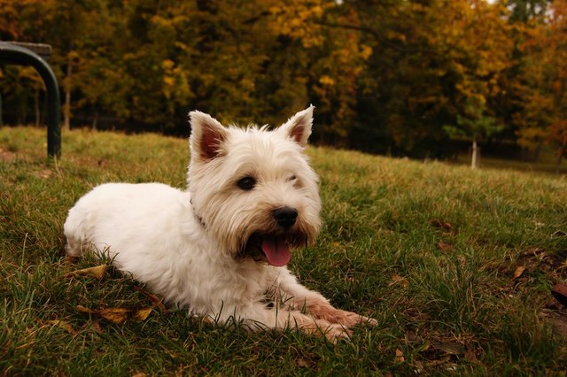 mein schatz coco im herbstlichen prater