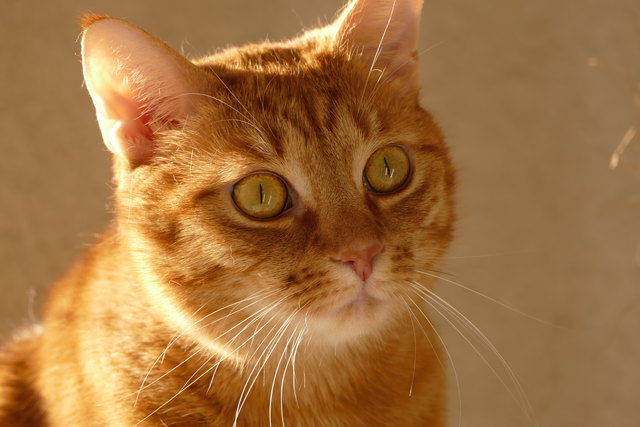 Lucy, die süßeste Katze der Welt