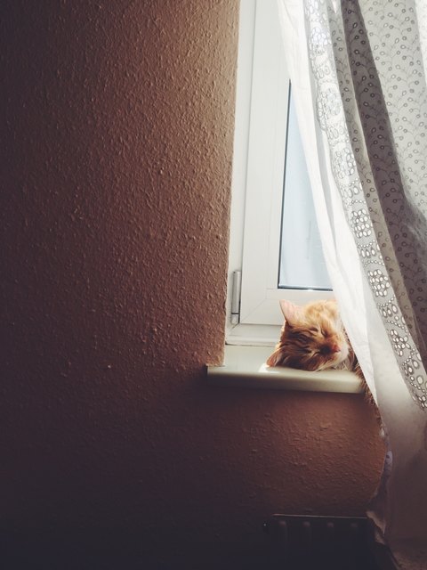 Kleiner pizi
