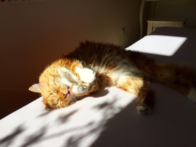 Sonne sommer sonnenschein