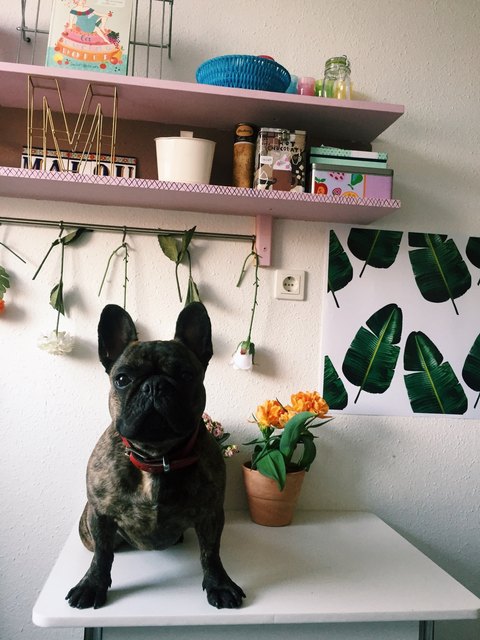 Baby dova