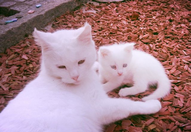 Mädi und Daisy