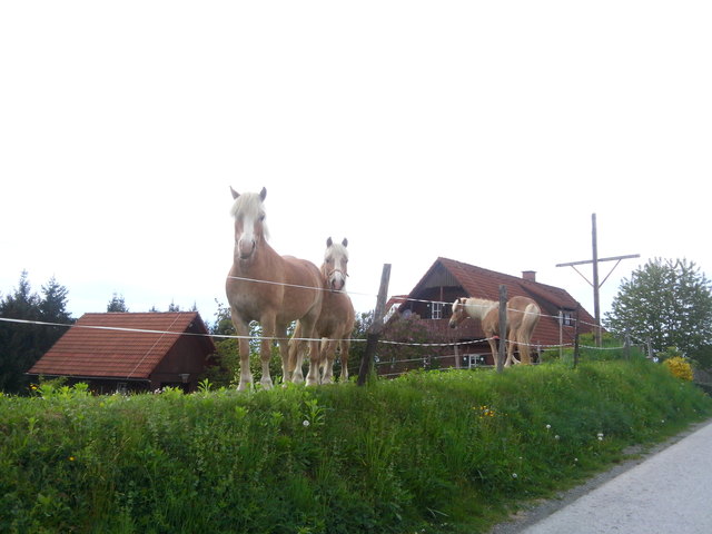 Pferde