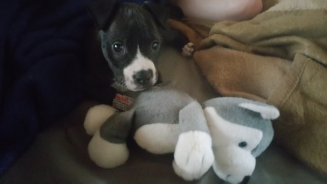Cooper mit seinem lieblings Kuscheltier