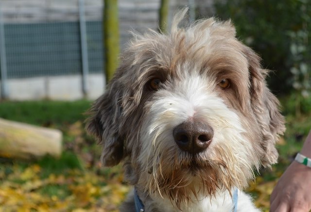 Emily und Harry Potter (hier am Foto), sind Bearded Collie, wiegen beide ca. 28 kg und sind ca. 53 cm groß