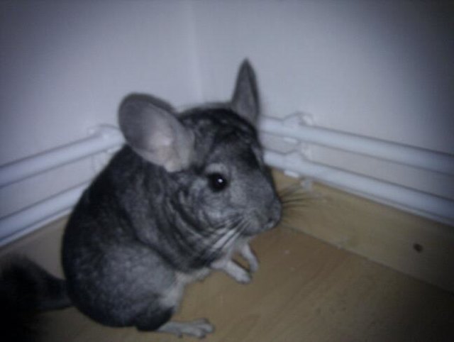 Ferris the Chinchilla