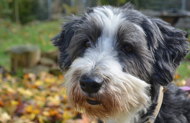 Emily (hier am Foto) ist schwerhörig - dies beeinträchtig sie aber nicht sehr und sie reagiert kaum anders als hörende Hunde. Außerdem stehe ihr, Harry Potter, zur Seite und sie kann sich an ihm orientieren.
