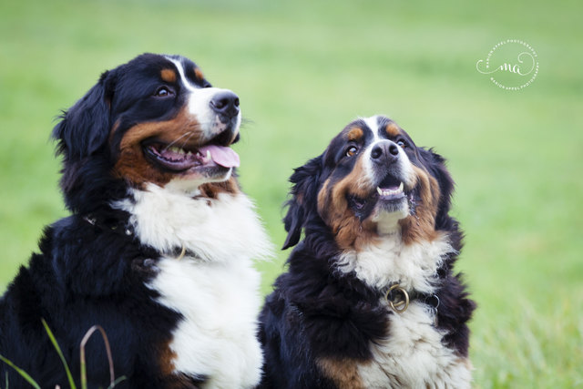 Michl & Fee im Feld