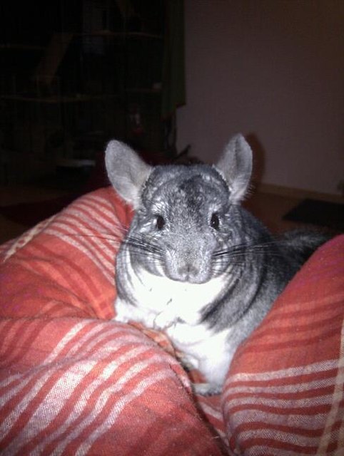 Ferris the Chinchilla