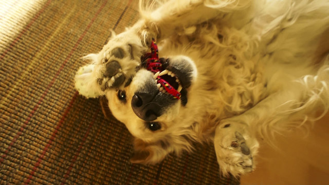Cindy eine Retrieverdame