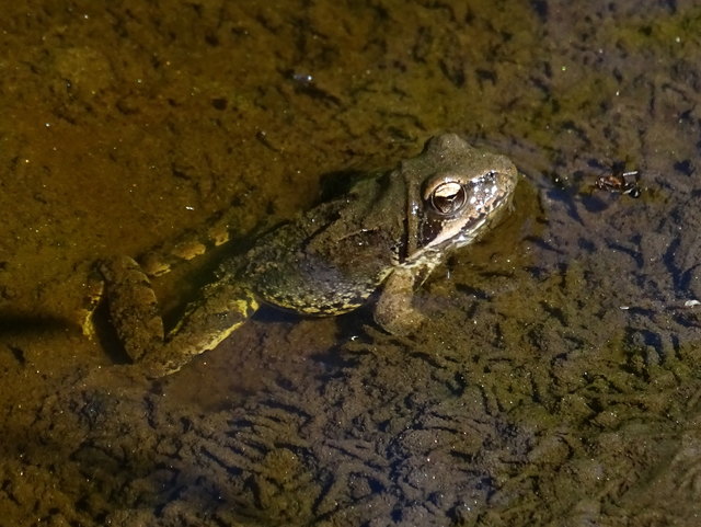 Das warme Wetter an Allerheiligen hat diesen Frosch zu einem letzten Bad verleitet
