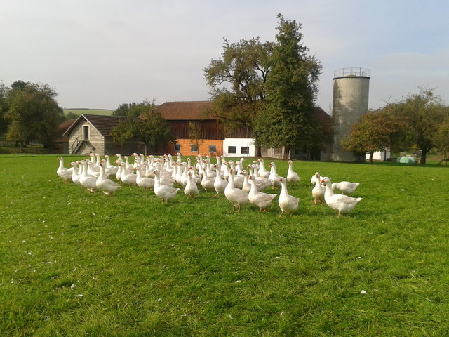 Die Gänse auf der Weide beim Bauer in Arbing, Pennewang