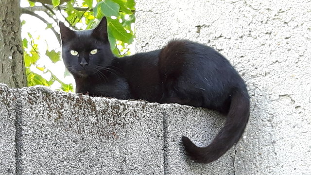 Meine Blacky